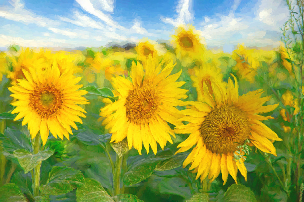 Impressionistic Sunflowers Photography Art | Francois De Melogue