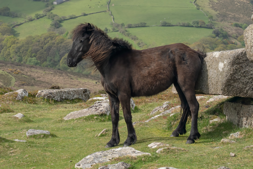 Tribute to Stubbs, Dartmoor Pony