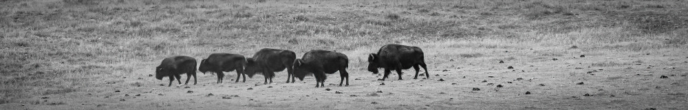 Buffalo On The Move Photography Art | Ursula Hoppe Photography