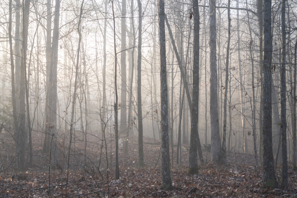 Sunlit Fog, Alabama Woods In Winter Photography Art | Playful Gallery by Rob Harrison