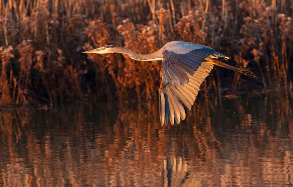 Great Blue Heron In Morning Light Photography Art | Bob Boyd Salty Images