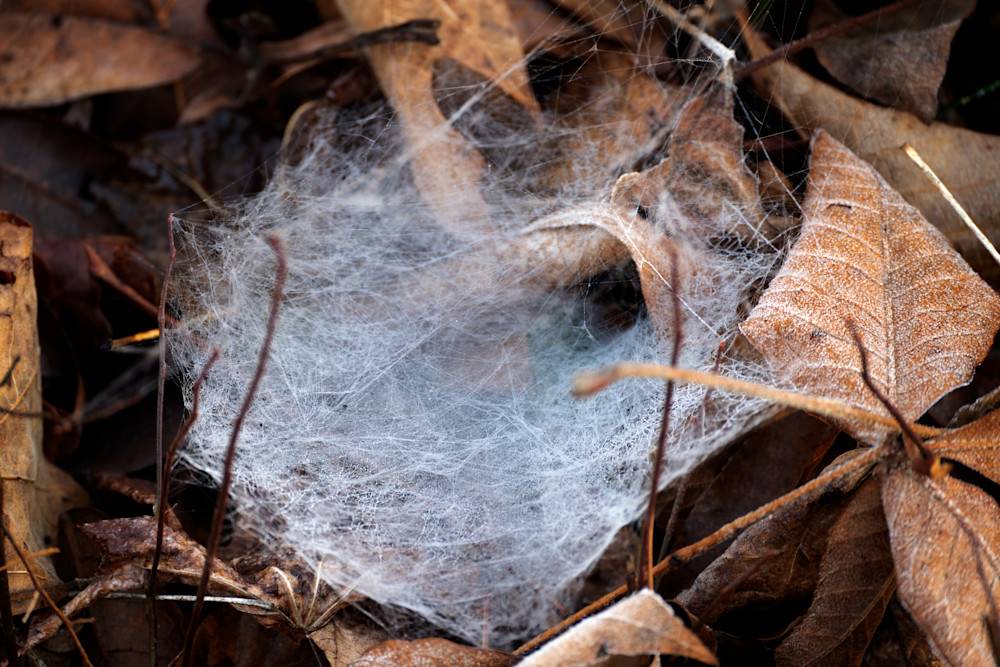 The Hall Of The Spider King Photography Art | Playful Gallery by Rob Harrison