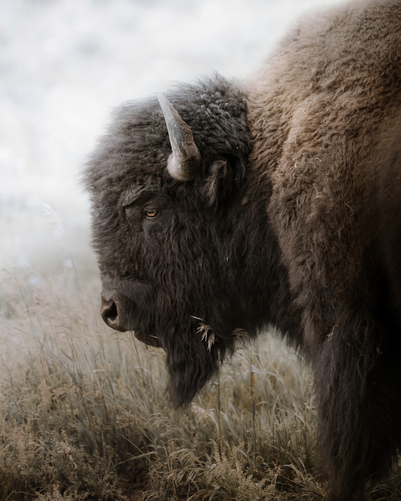 Solemn Beast Photography Art | Jeff N Brenner Photography