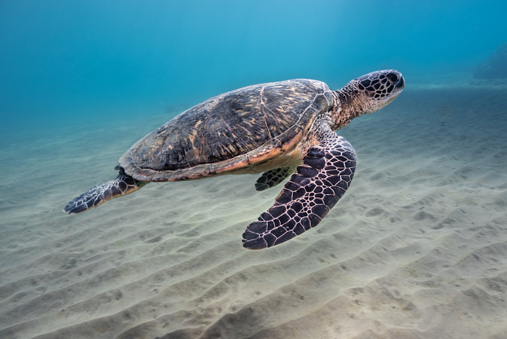 Turtle Bay Photography Art | explorersphotography