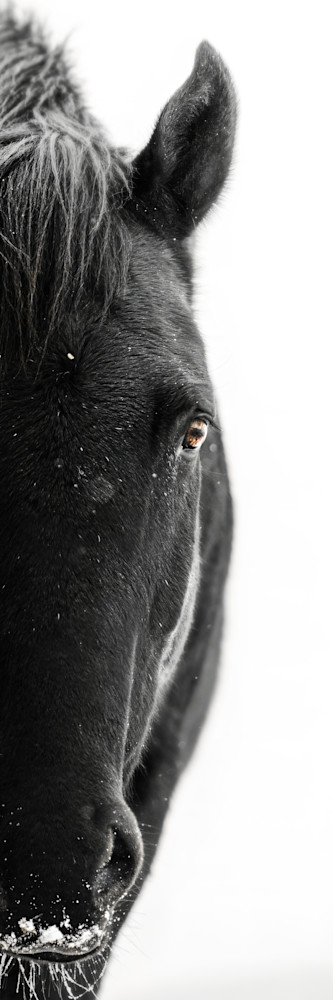 Black Stallion Half Portrait Photography Art | Jeff N Brenner Photography