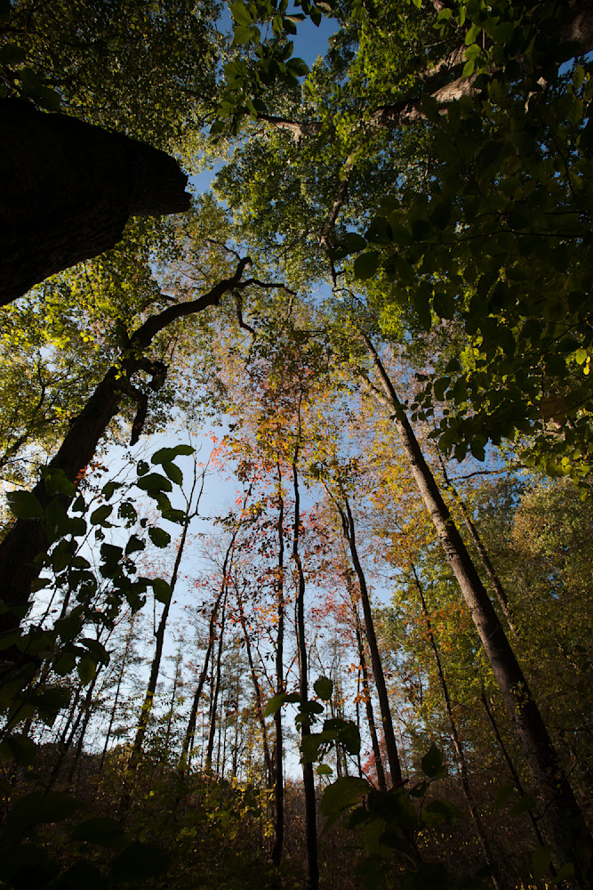 Lookingup Photography Art | Kevin Morris Photography USA
