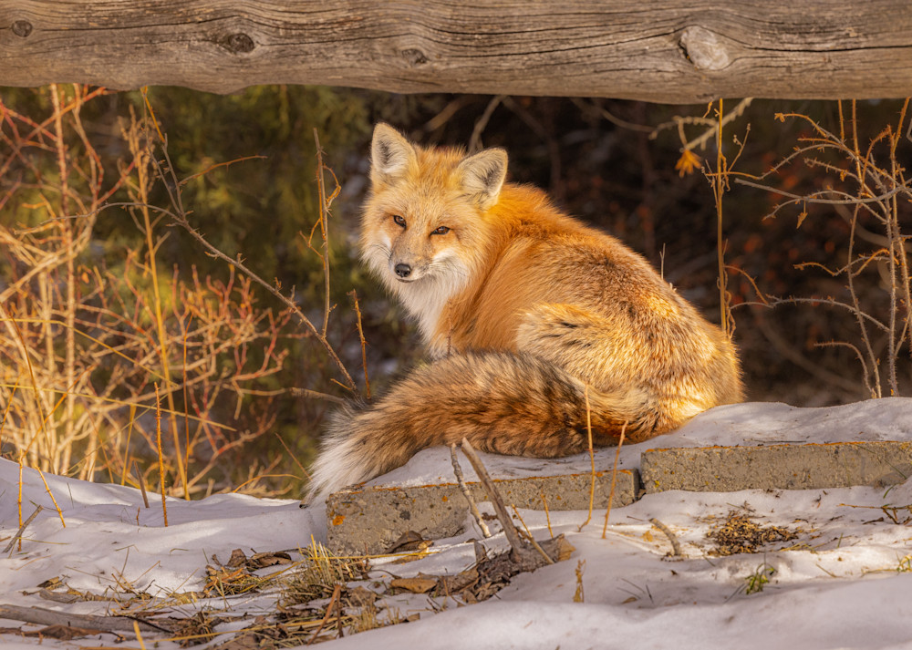 A Fox Named Weasel Art | JL Grief Fine Art Photography