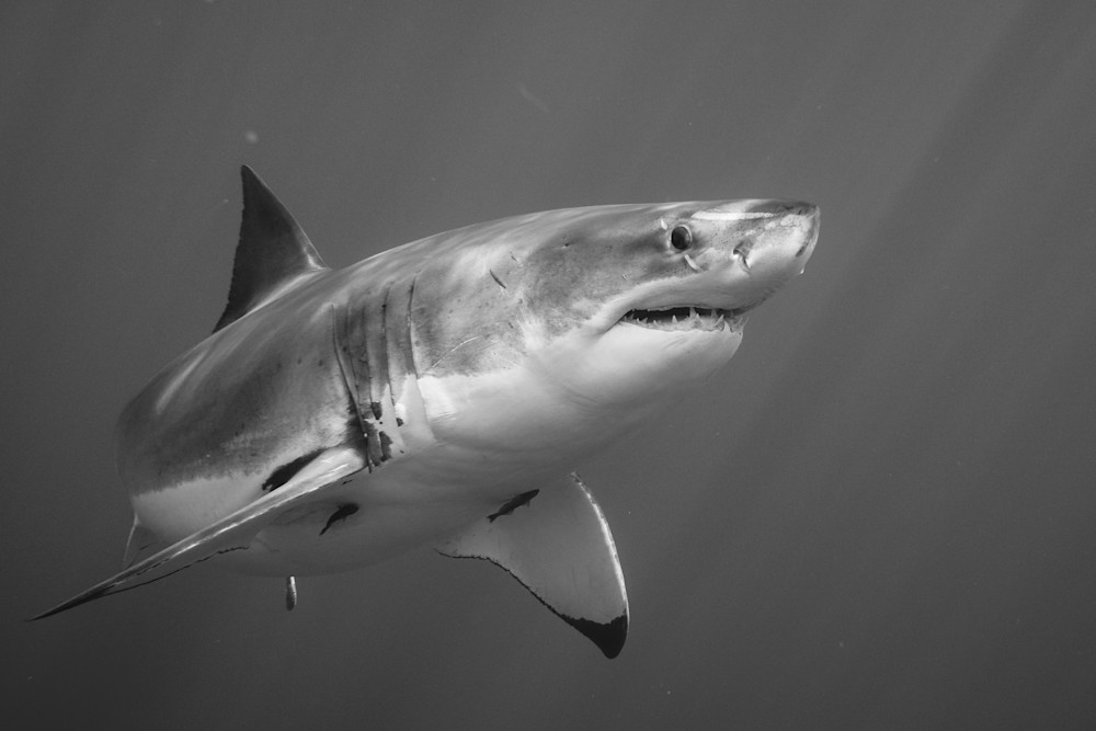 Great White At Guadalupe Island Photography Art | Photo Decor Store by Alejandro Cupi
