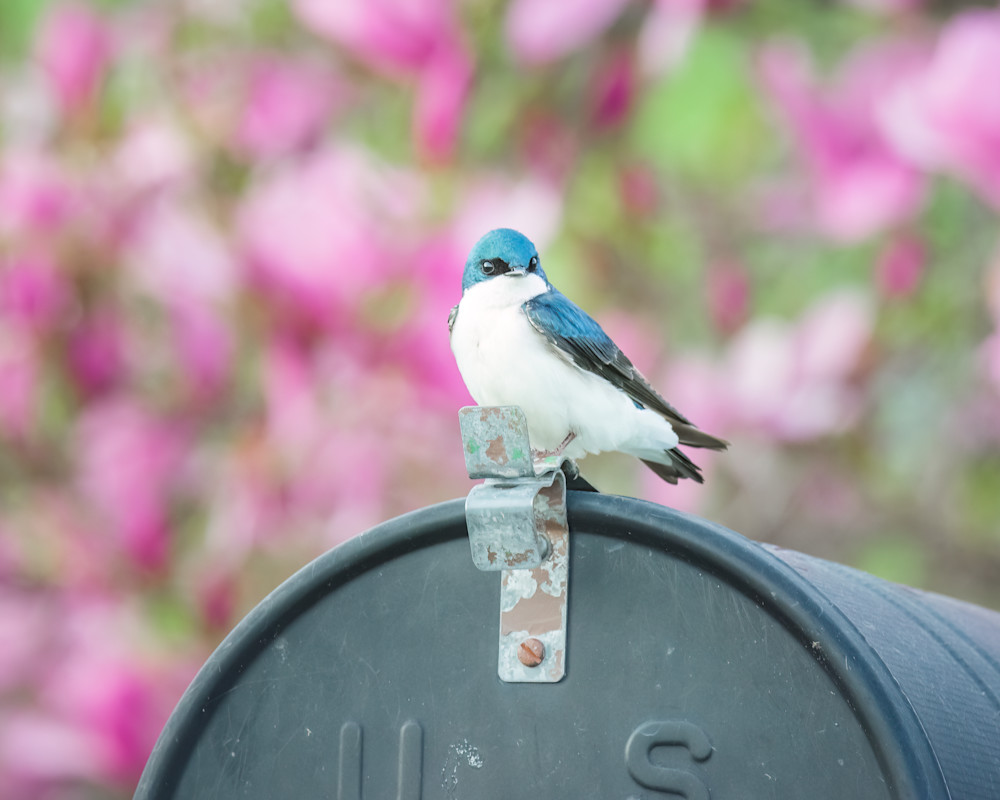 Waiting For Mail Art | Terrie Gray Photography LLC