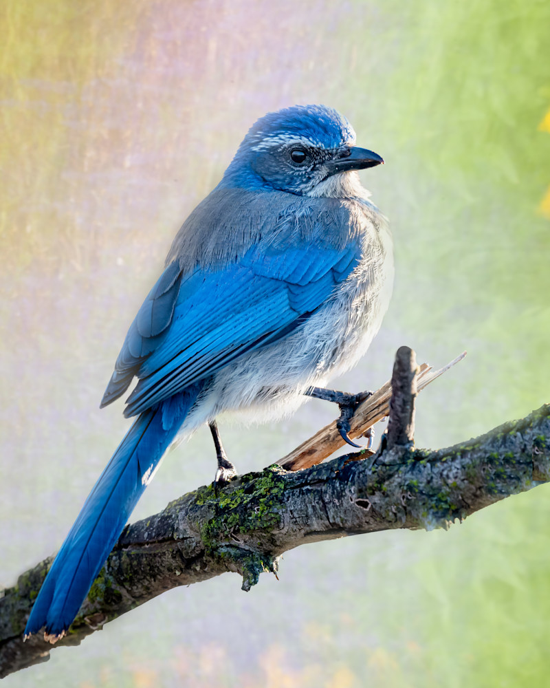 Blue Scrub Jay Art | Terrie Gray Photography LLC