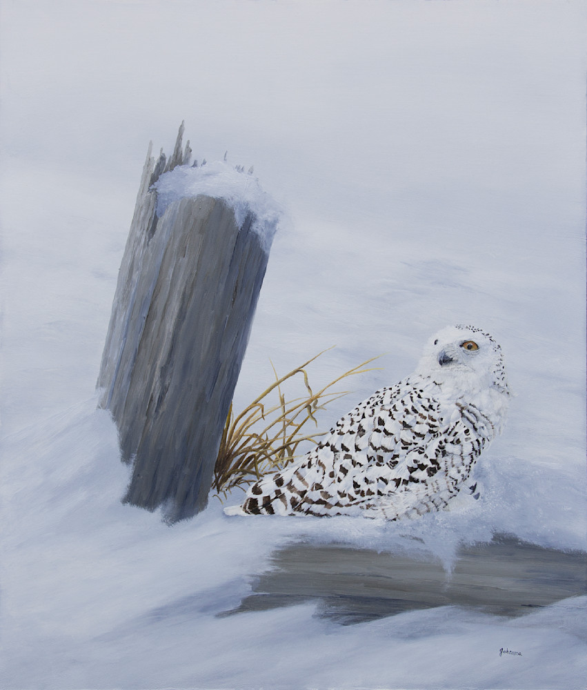 Solitude   Snowy Owl Art | Johanna Lerwick Wildlife Artist