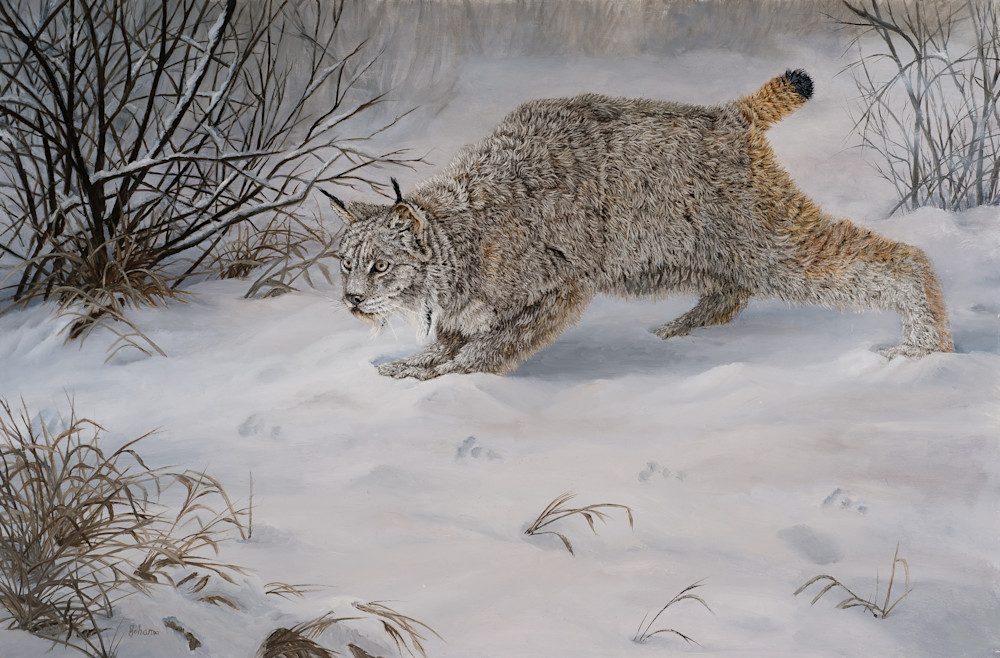 Ready To Pounce   Canadian Lynx Art | Johanna Lerwick Wildlife Artist