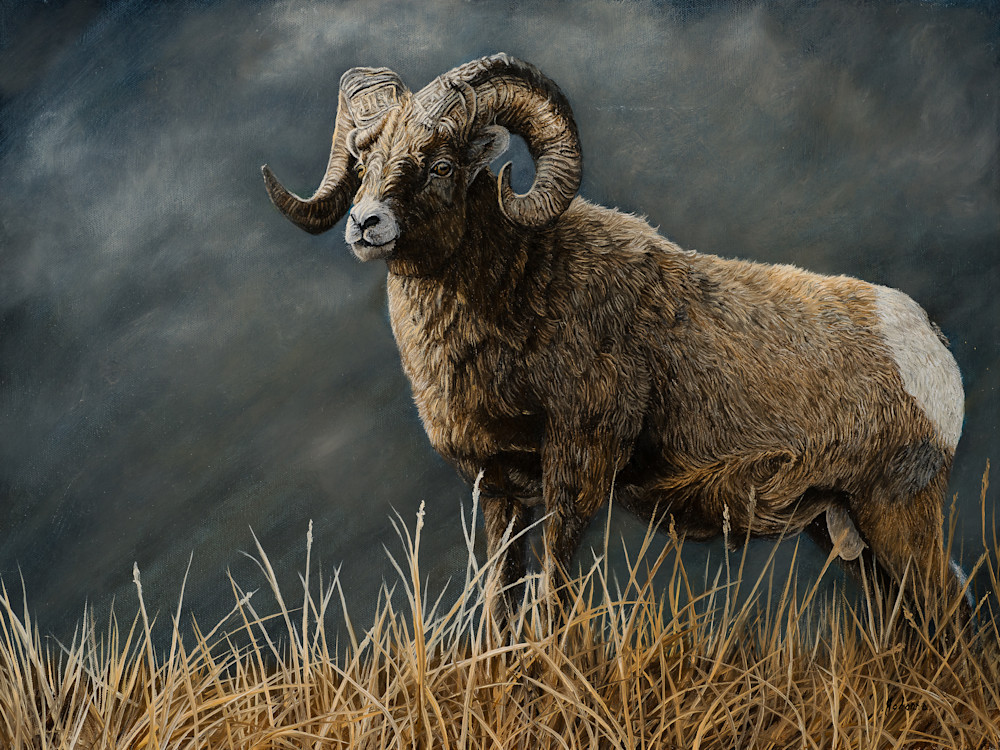 Powerful Force   Bighorn Sheep Art | Johanna Lerwick Wildlife Artist
