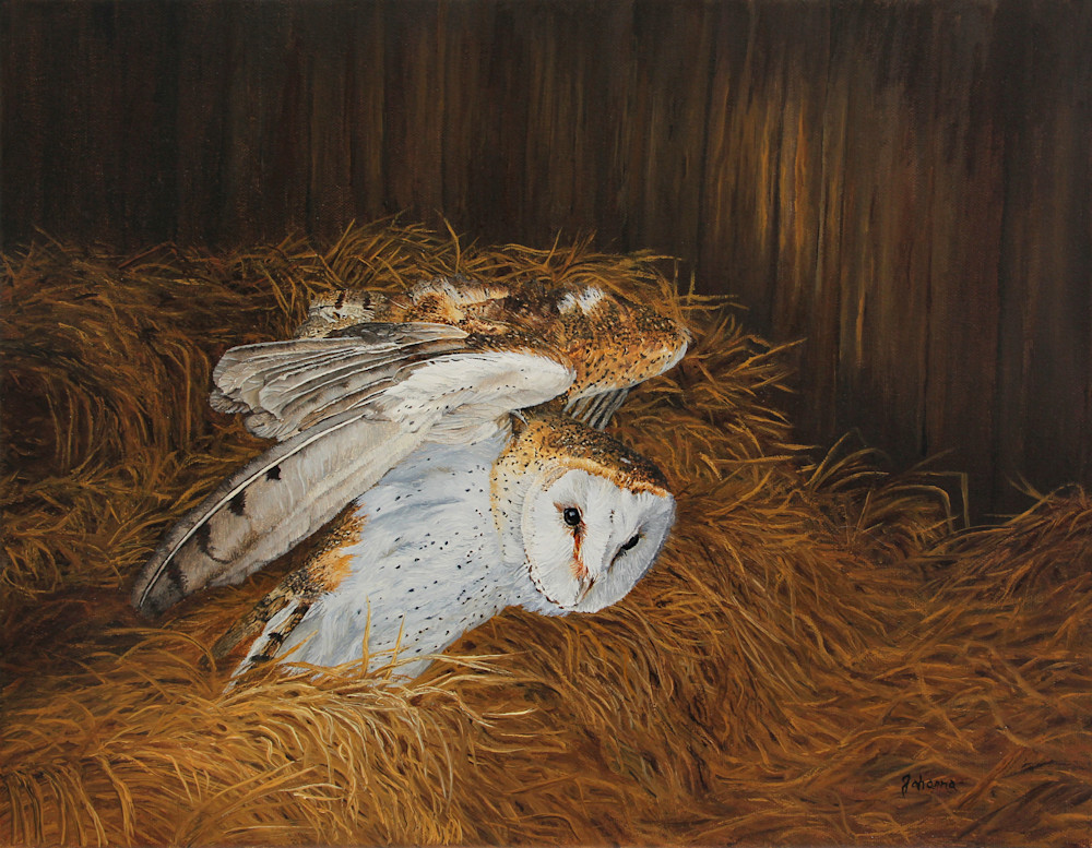Night Visitor   Barn Owl Art | Johanna Lerwick Wildlife Artist