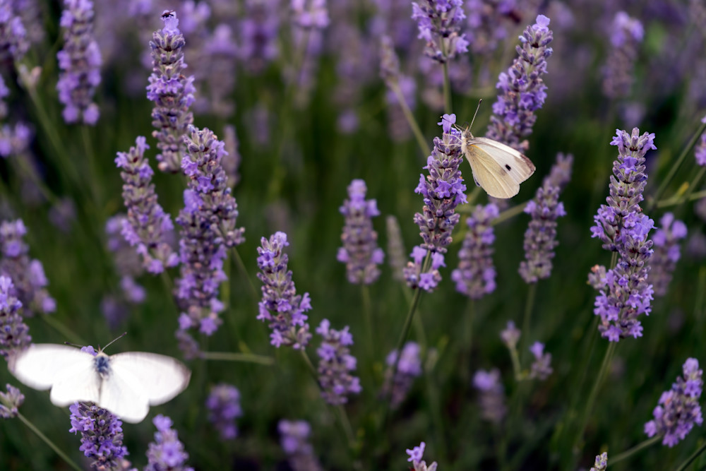 Lavender  Photography Art | Playful Gallery by Rob Harrison