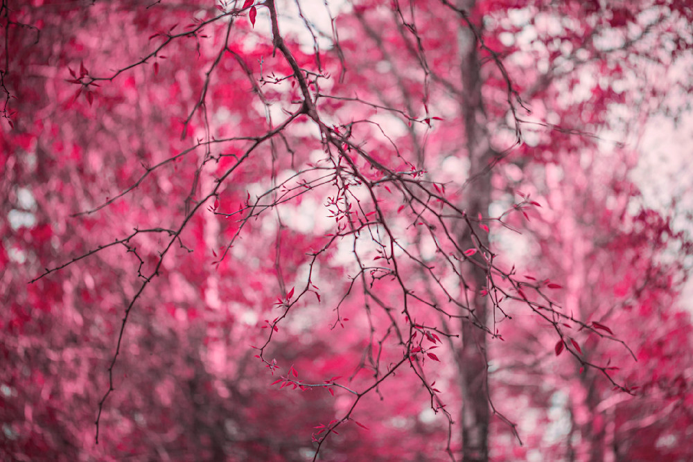 The Magenta Forest Photography Art | Patti Gary Photography