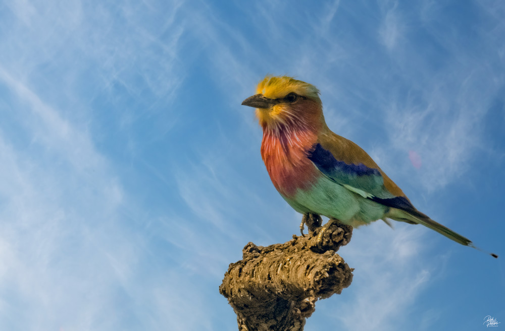 Lilac Breasted Roller (National Bird Of Kenya) Photography Art | Rick Perkins Photography