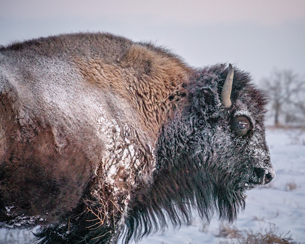 Frosty Bison. Colorado Photography Art | Kelley Dallas Photography
