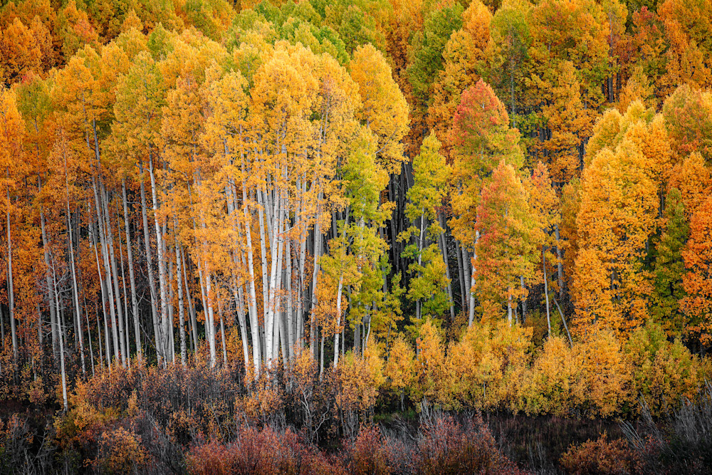 Aspens In The Fall. Colorado Photography Art | Kelley Dallas Photography