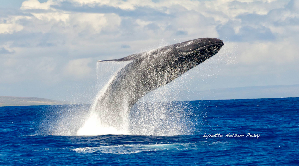Whale Breach Photography Art | Aquamotion Images