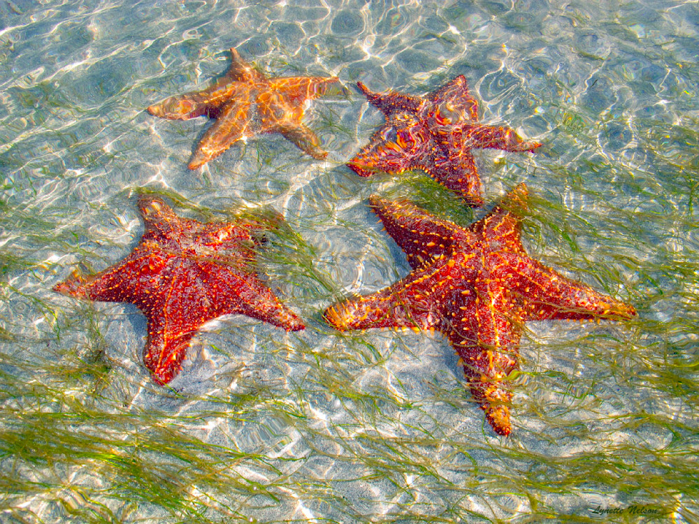 Cluster Of Stars Photography Art | Aquamotion Images