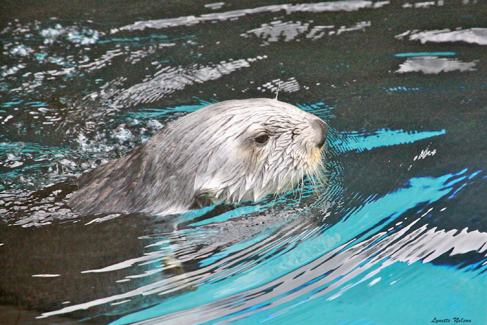 Otter Photography Art | Aquamotion Images