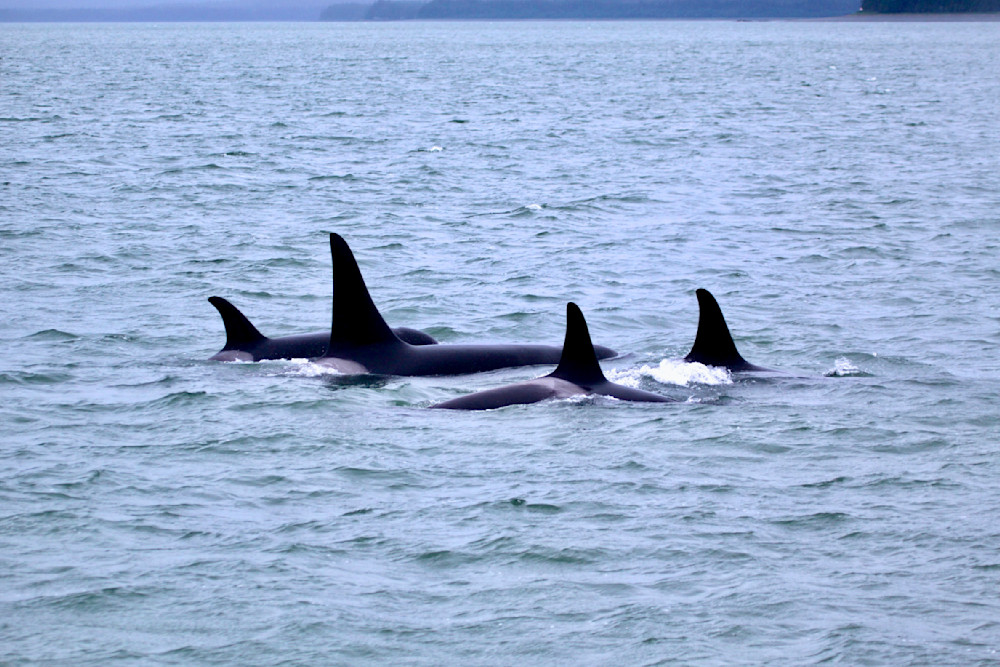 Orca Pack Photography Art | Aquamotion Images