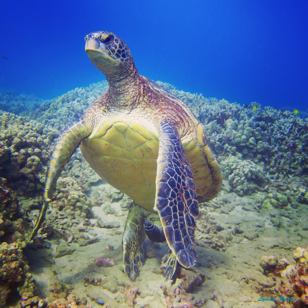 Turtle Stretch Photography Art | Aquamotion Images