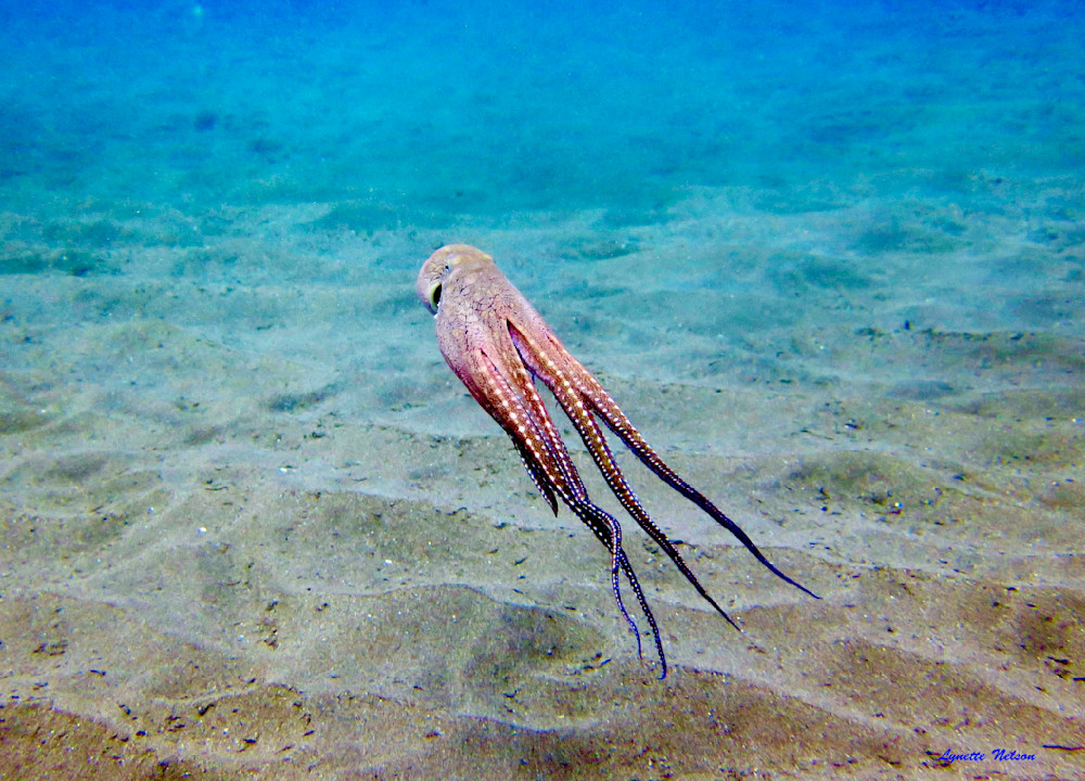 Tako Swimming Photography Art | Aquamotion Images