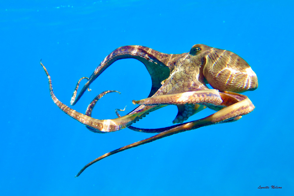 Tako Dance Photography Art | Aquamotion Images