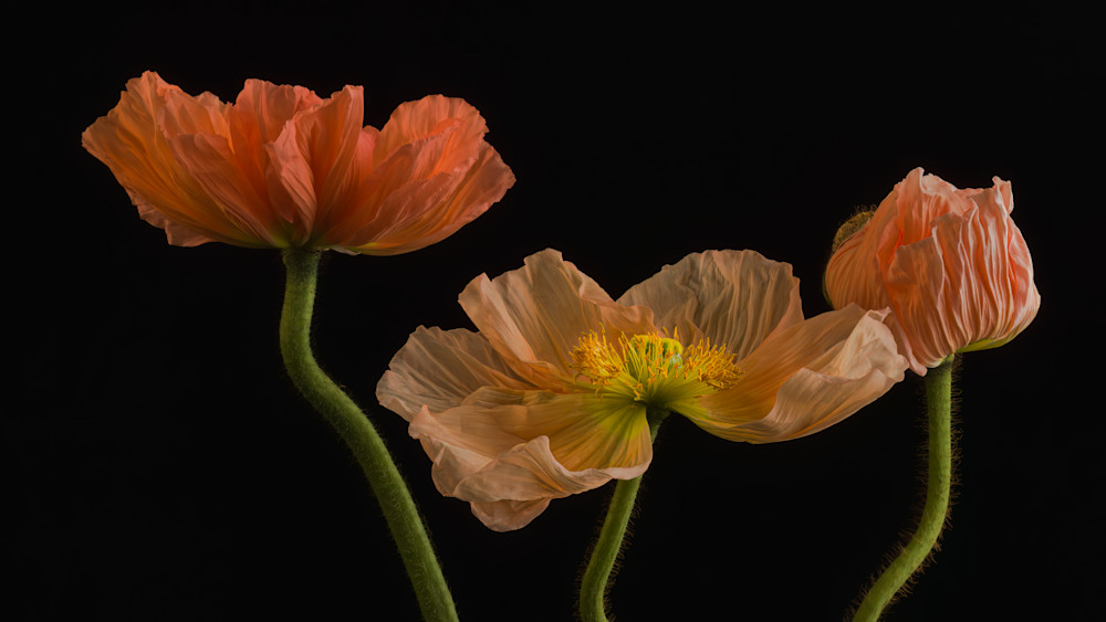 Group of three coral poppies on black background