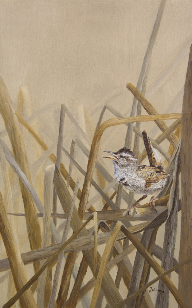A Song In The Marsh   Marsh Wren Art | Johanna Lerwick Wildlife Artist