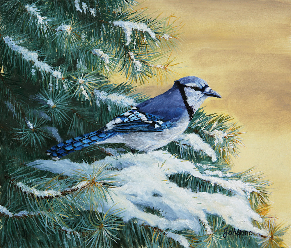 Blue Jay And Blue Spruce Art | Johanna Lerwick Wildlife Artist