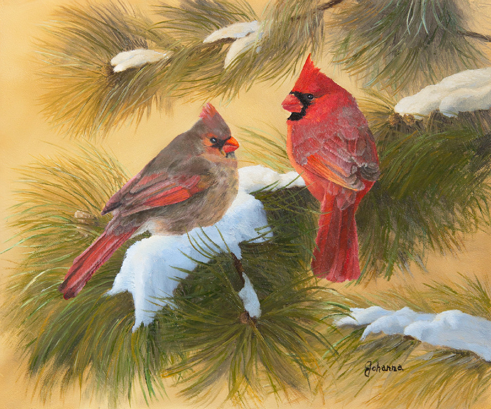 Cardinals And White Pine Art | Johanna Lerwick Wildlife Artist