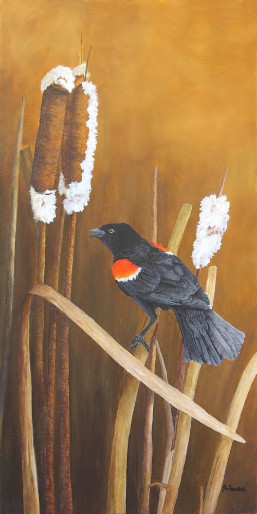 Marsh Song   Red Winged Blackbird Art | Johanna Lerwick Wildlife Artist