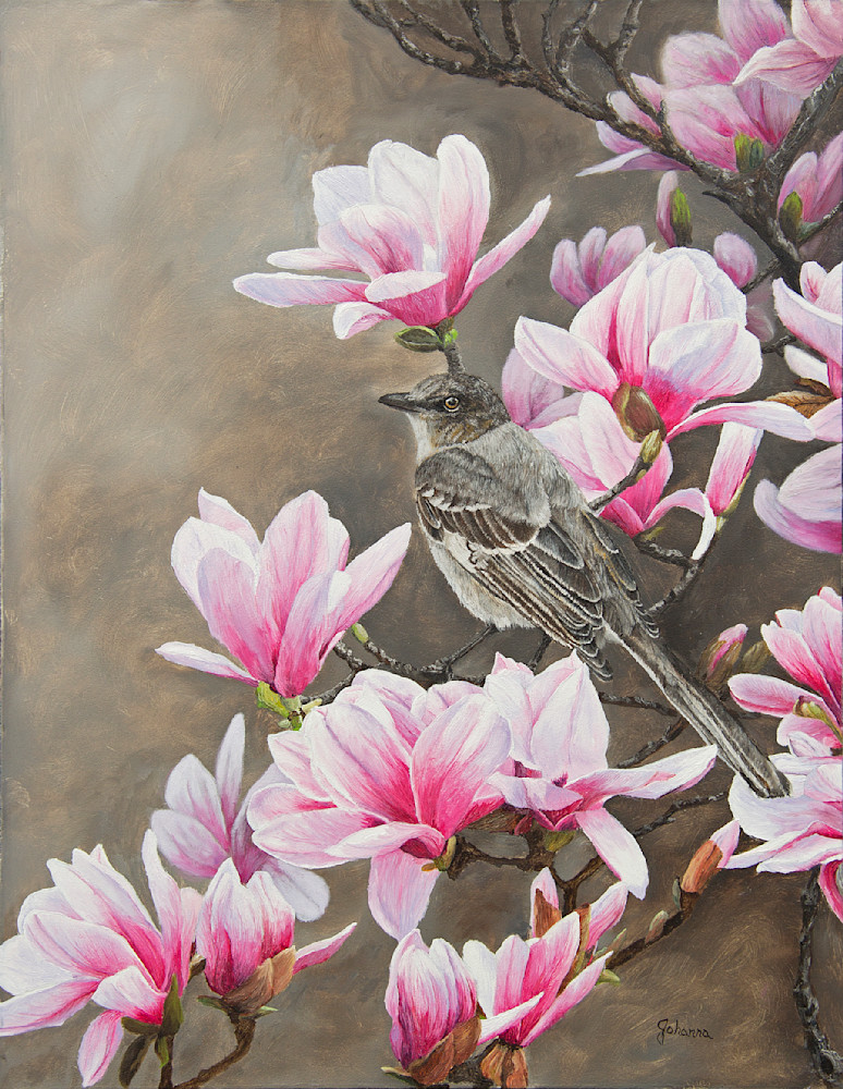 Magnolias And Mockingbird Art | Johanna Lerwick Wildlife Artist