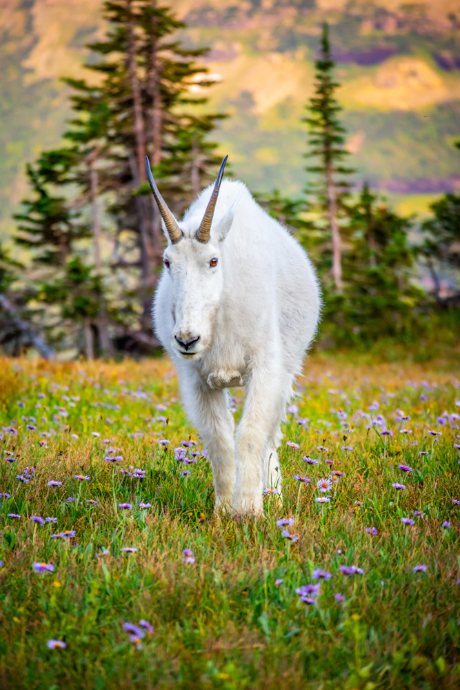 Glacier Mountain Goat Photography Art | Images By Cheri