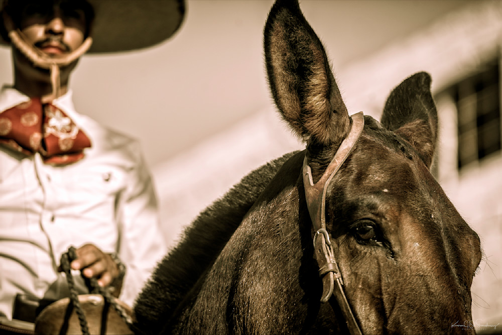 The Mule And His Charro Photography Art | Karen O'Shaughnessy Photography