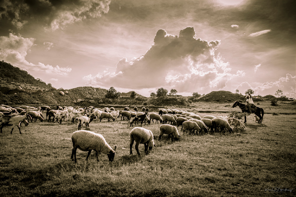 Sheep Herder Photography Art | Karen O'Shaughnessy Photography