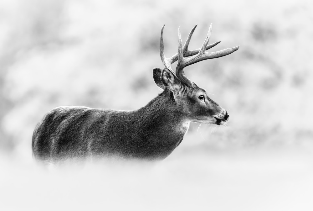 Misty Mountain Buck Art | Trevor Pottelberg Photography