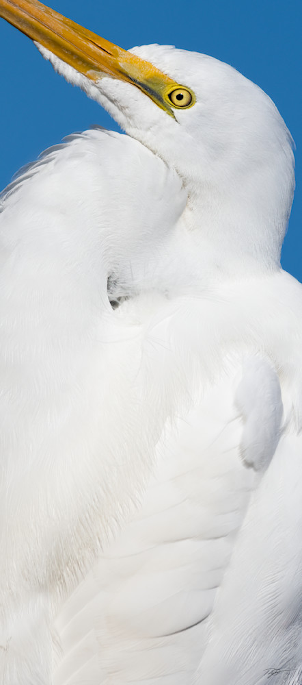 Avalanche - Snowy Egret Portrait