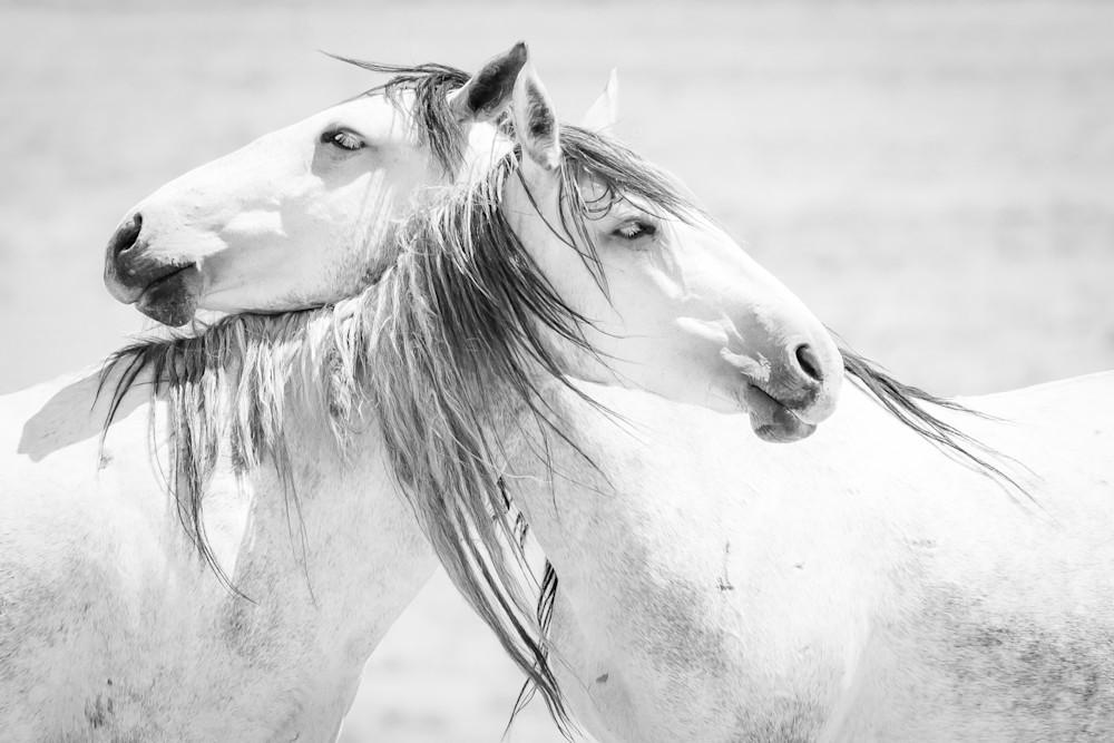 Wild Horses | Girlfriends