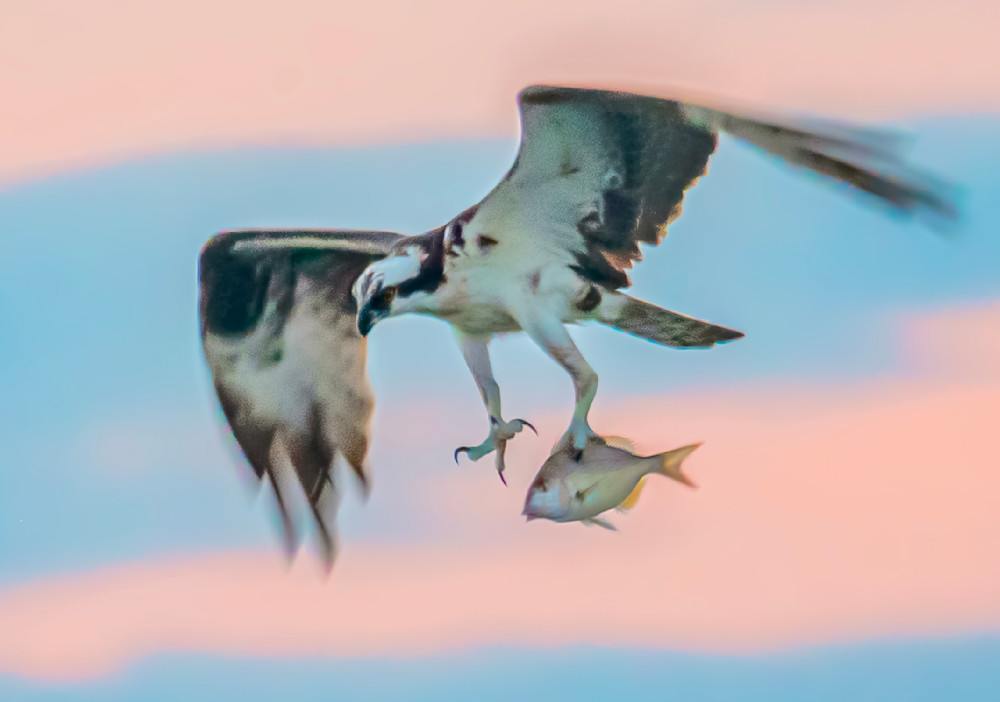 Osprey Flying Fish Art | Michael Blanchard Inspirational Photography - Crossroads Gallery