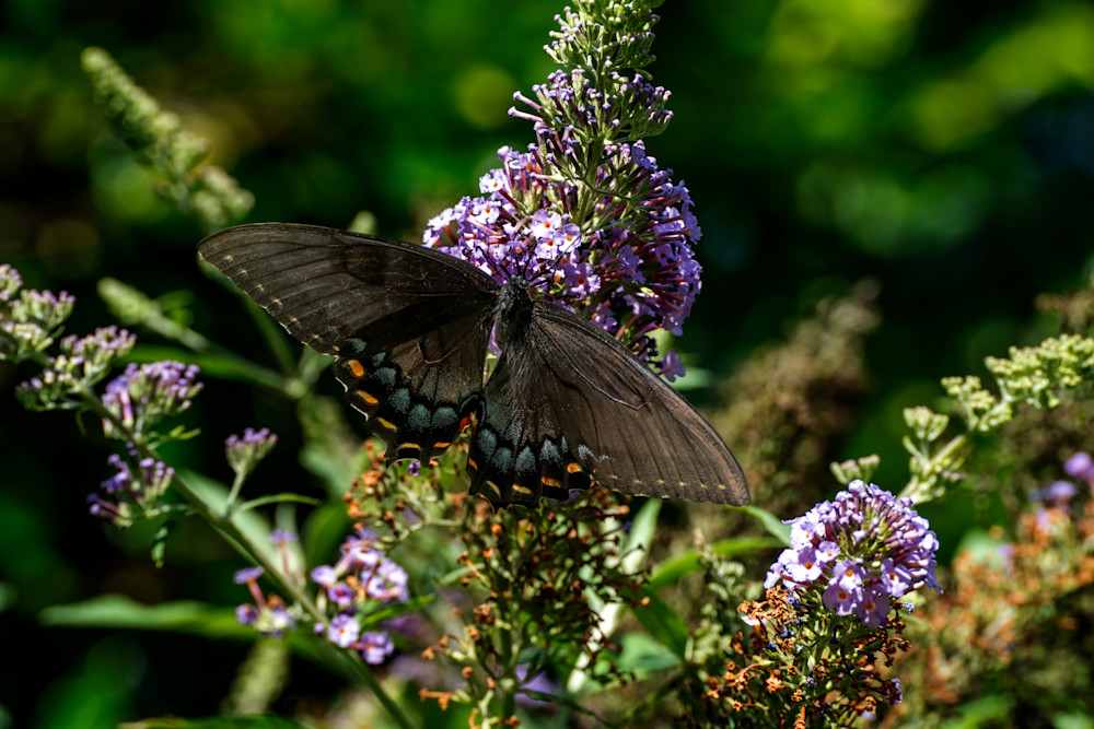  Black Swallowtail Photography Art | Playful Gallery by Rob Harrison
