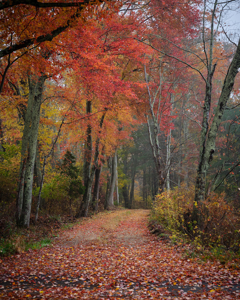 Autumn's Path Photography Art | Jesse Coker Photography
