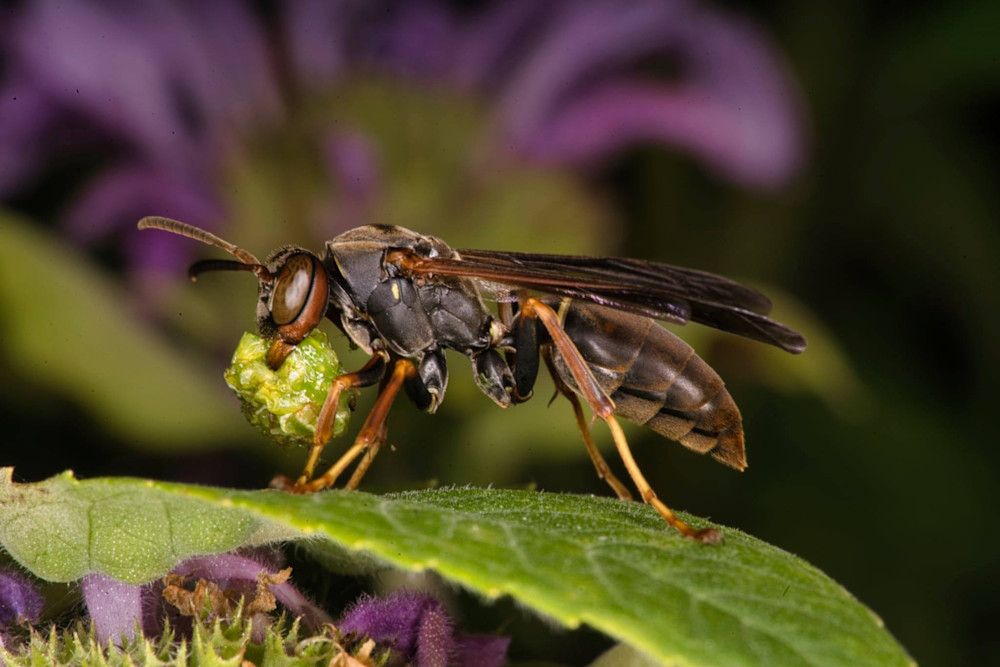 A Wasp's Meal Photography Art | Jesse Coker Photography