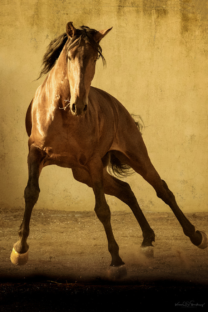Young Lusitano  Photography Art | Karen O'Shaughnessy Photography