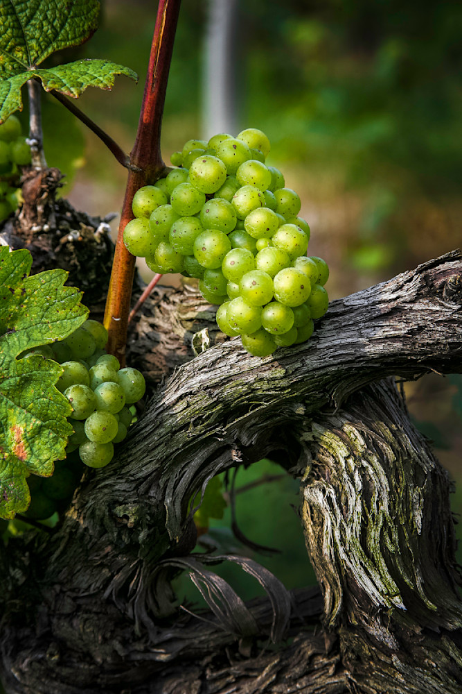 Grapes And Vine Photography Art | Kevin Morris Photography USA