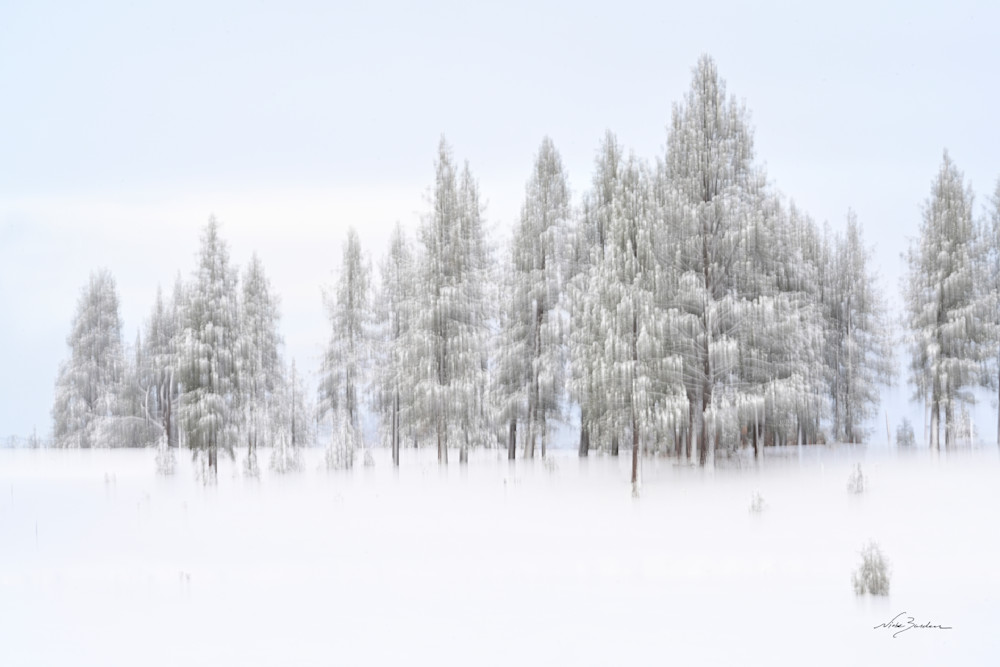 Frosted Trees Abstract Ii Photography Art | Niobe Burden Fine Art Photography
