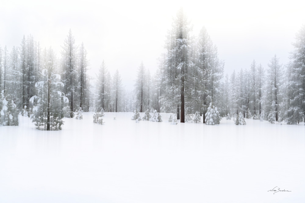 Abstract Baren Pine In Winter Fog  Photography Art | Niobe Burden Fine Art Photography